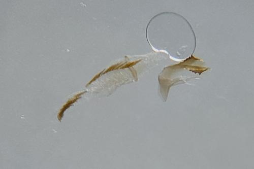 Coleophora maritimella